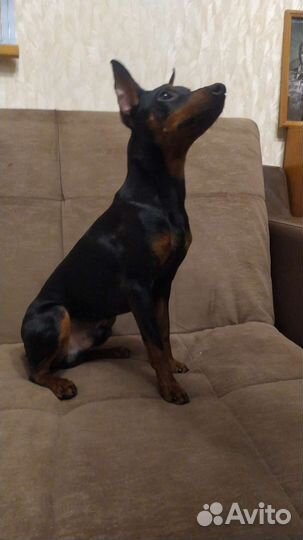 Вязка цвергпинчер