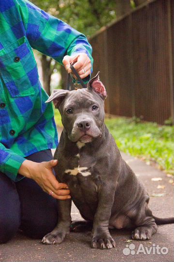 Щенки американский булли