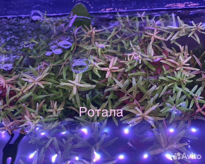 Аквариумные растения