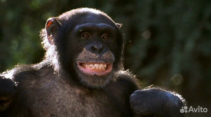 Волосатая история (DVD)