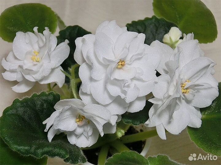 Сортовые фиалки