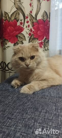 Котик вислоухий