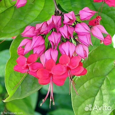 Новинки Клеродендрумы сортовые