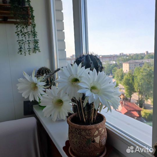 Кактус цветущий