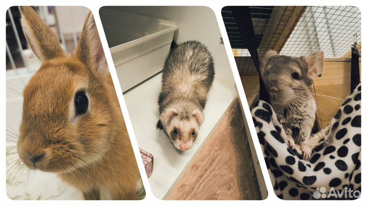 Зоогостиница в аренду