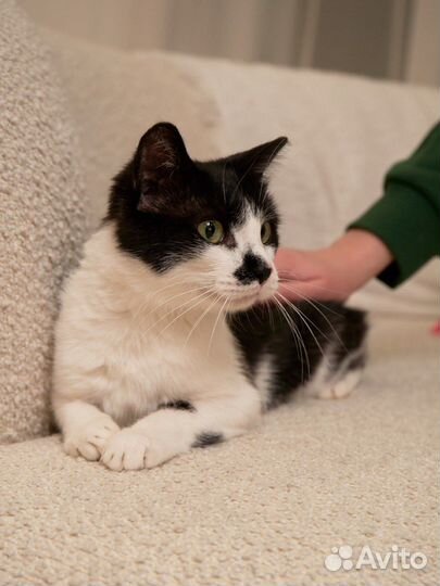 Кошка молодая бесплатно