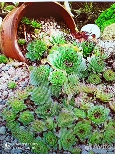 Молодило Каменная роза- уличное растение