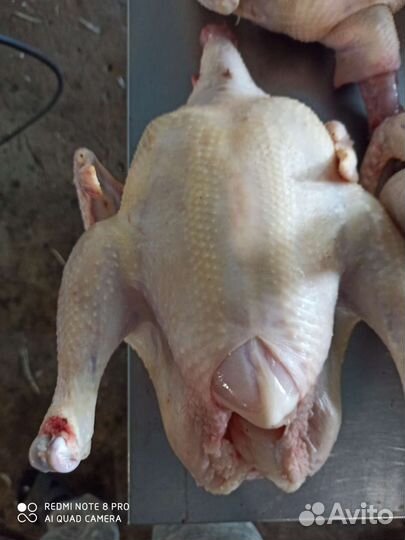 Мясо домашнего бройлера