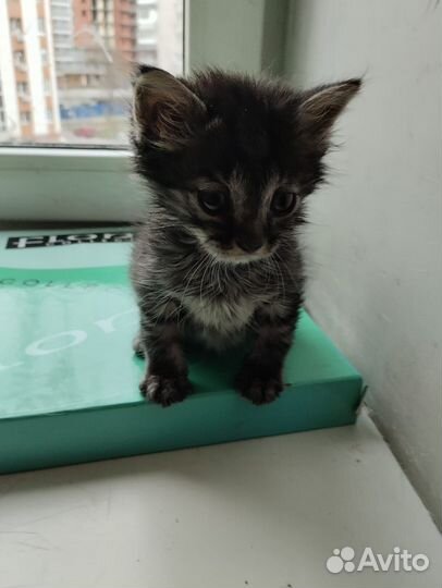 Милые котята