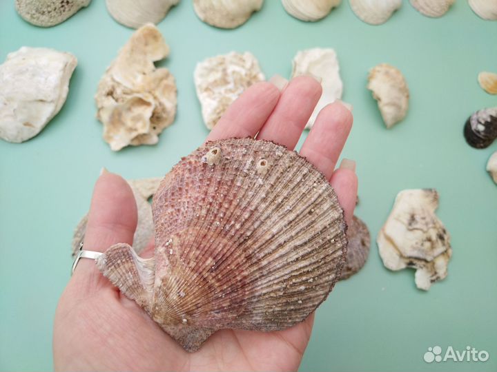 Раковины устриц Ракушки Гребешки Раковины морские