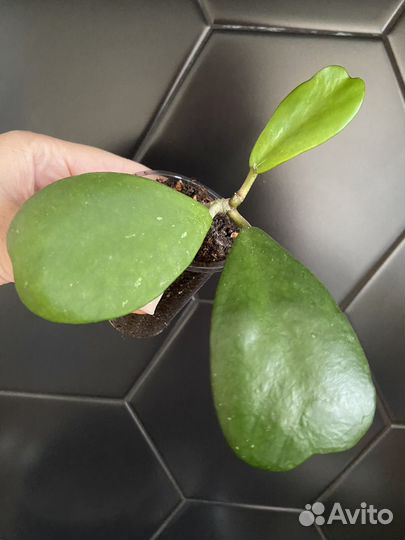 Хойи в ассортименте