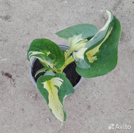 Хосты сортовые 3