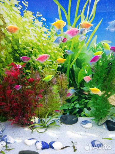 Аквариумные рыбки