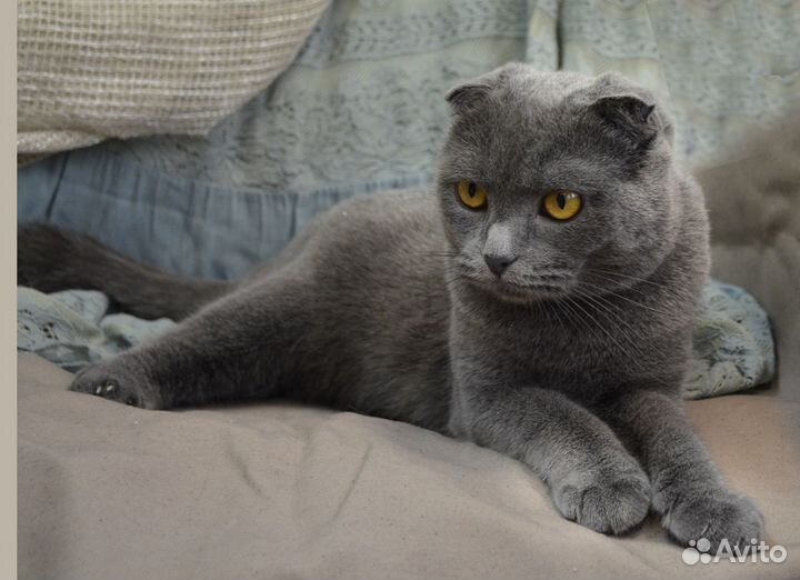 Красавица Мери