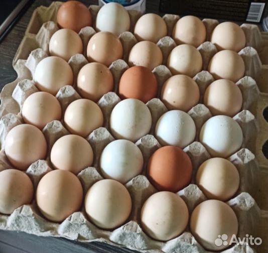 Инкубационное яйцо кур несушек, столовое