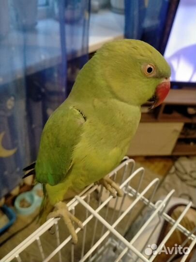 Ожереловый попугай