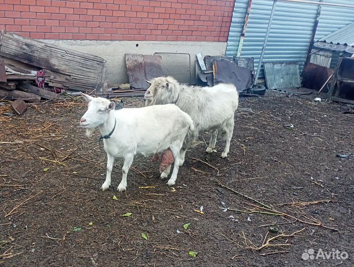 Коза дойная молочная