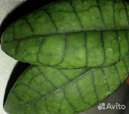 Хойя finlaysonii