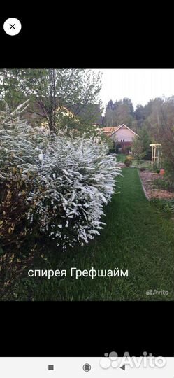 Растения для сада