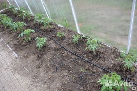 Капельный полив Жук от ёмкости на 30 растени новый