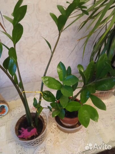 Цветок долларовое дерево