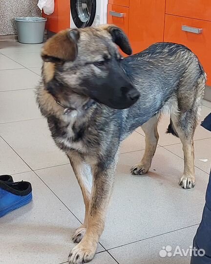 Собачка ищет Дом