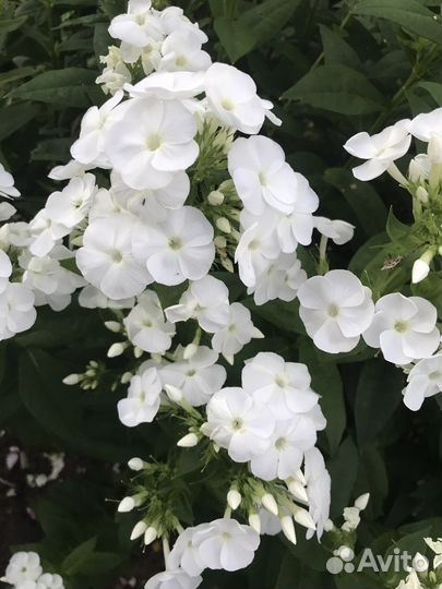 Флоксы сорт