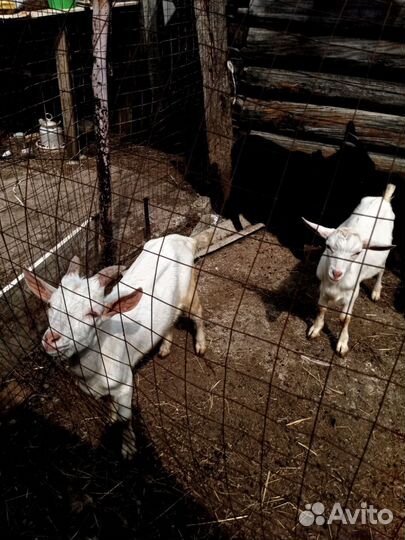 Зааненкские