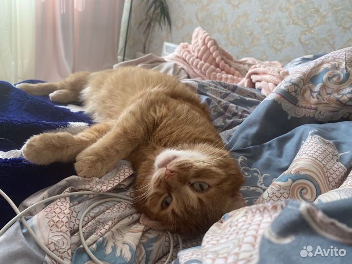 Кот, помесь Британец и обычный Рыжик
