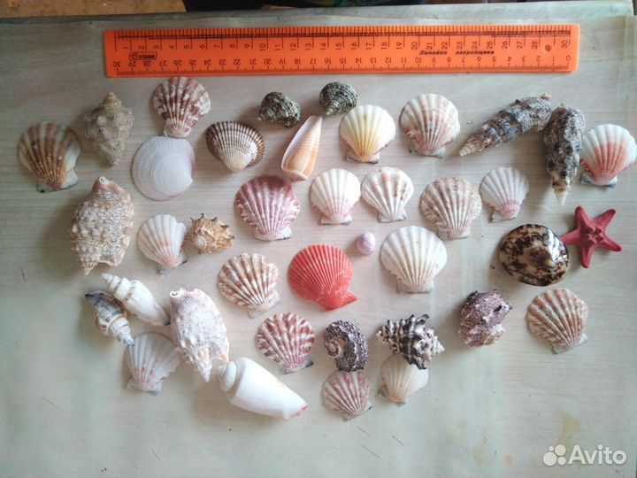 Ракушки.Подарочный набор из ракушек 