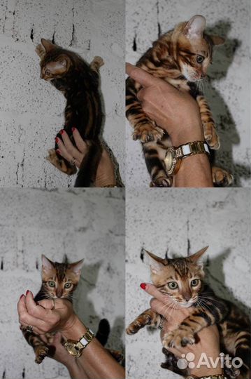 Бенгальские котята