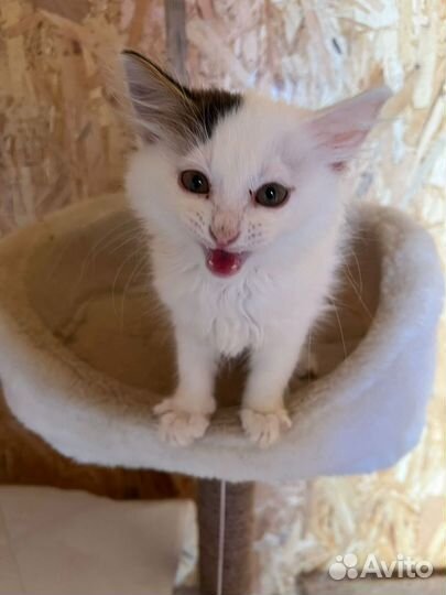 Маленький котик живет в приюте. Нужен дом