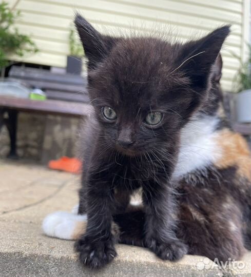 Домашние животные котята