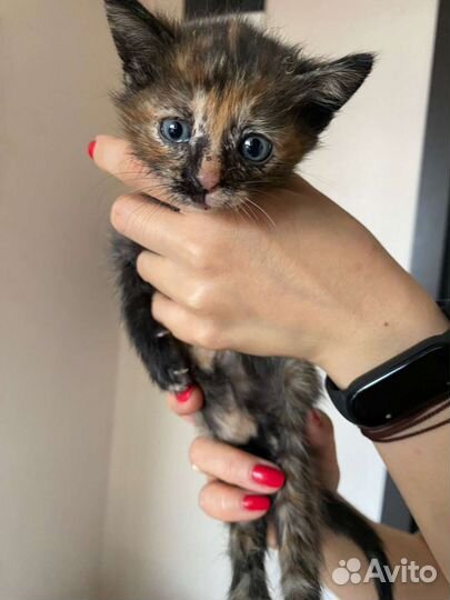 Котята в добрые руки бесплатно