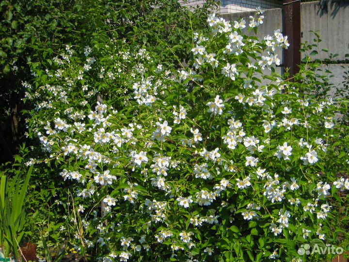 Саженцы декоративных и плодовых культур