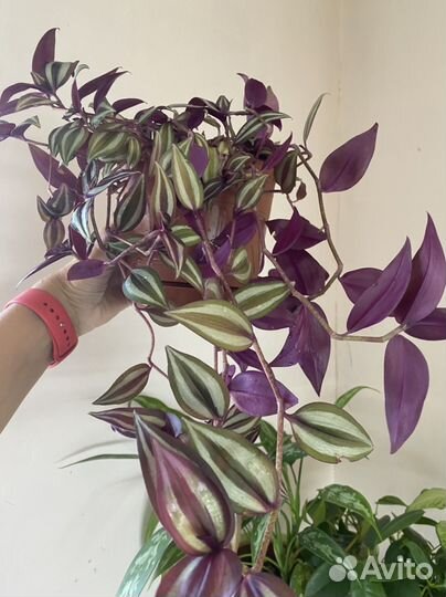 Традесканция зебрина