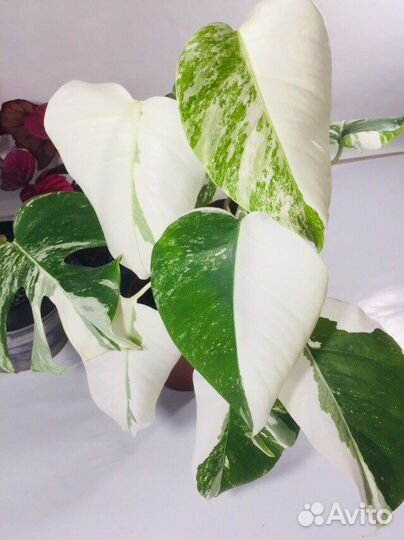 Монстера вариегатная 