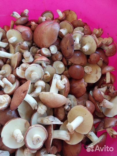 Грибы маслята, подберезовики свежие