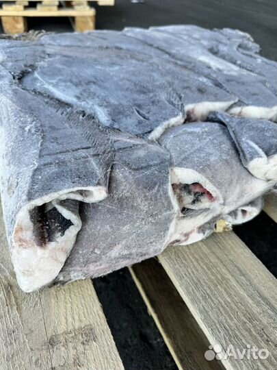 Палтус морской размером 1+ и 1
