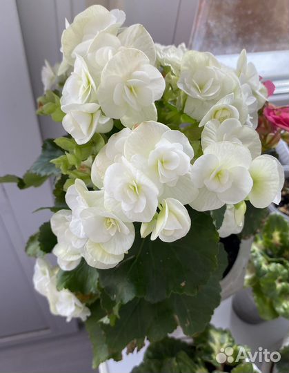 Бегония Элатиор белая и розовая