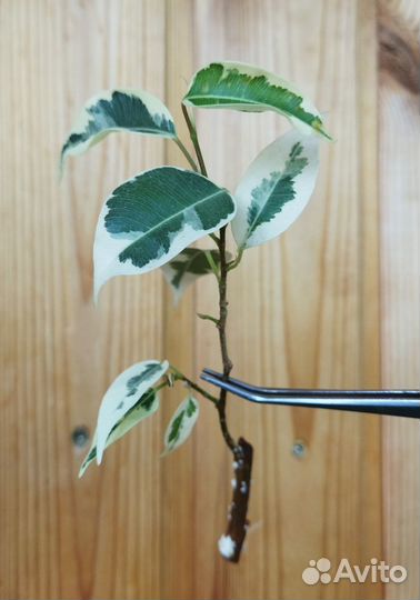 Фикус Бенджамина