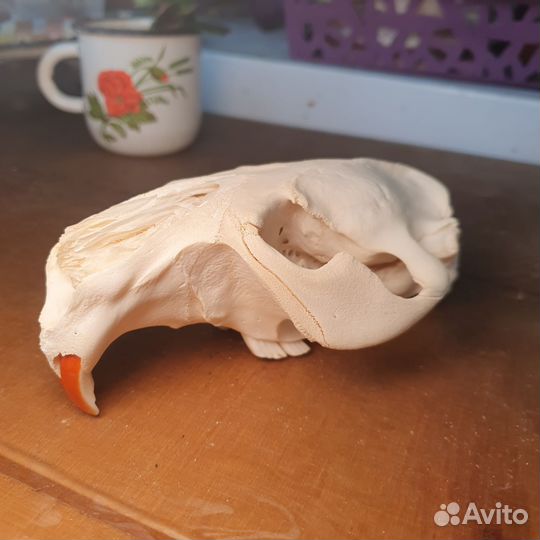 Череп бобра выбеленный имитация