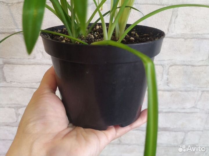 Хлорофитум,два сорта-ассорти