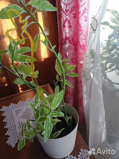 Педилантус