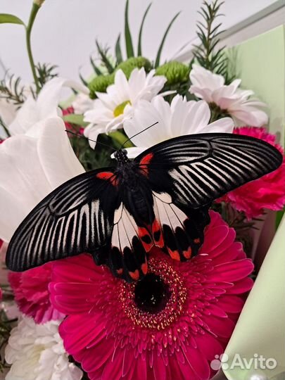 Живая бабочка Румянцева