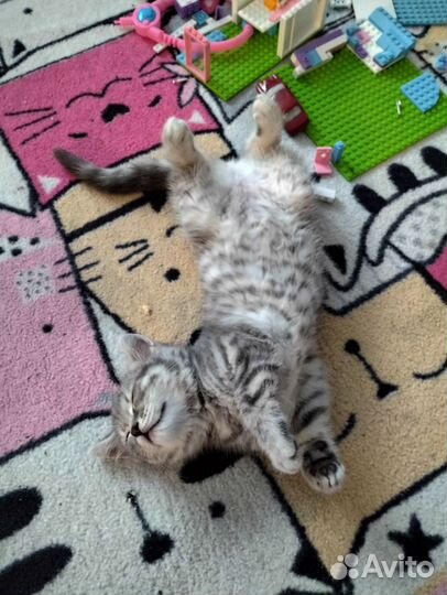 Котёнок девочка