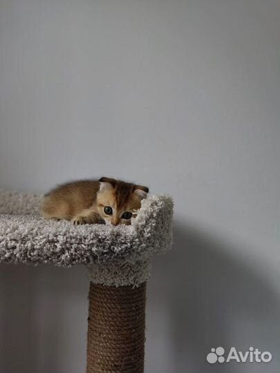 Шотландская