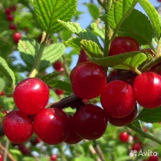 Саженцы вишня войлочная на ножке