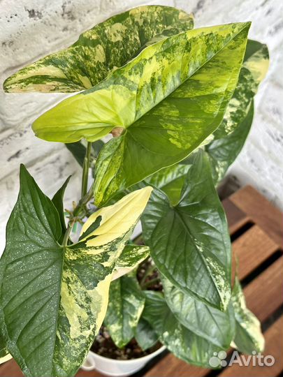 Сингониумы сортовые крупные