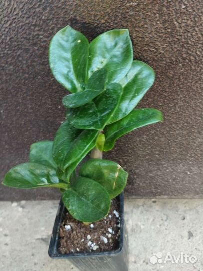 Замиокулькасы Жук, Зензи